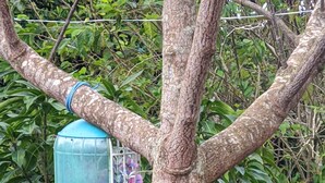 A tree with a bird feeder hanging from a branch. - Pousada Viana (Garanhuns)