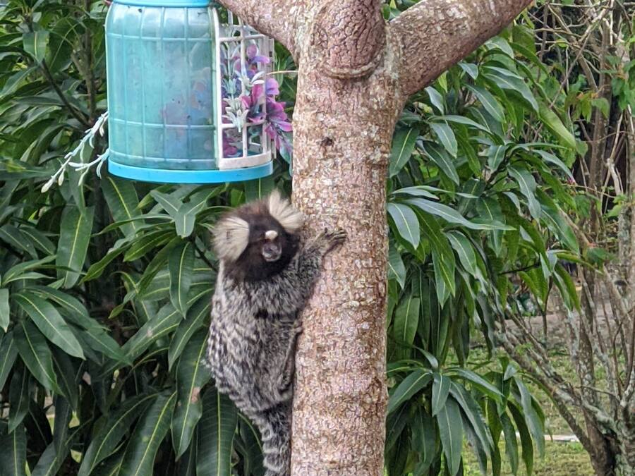A tree with a bird feeder hanging from a branch.