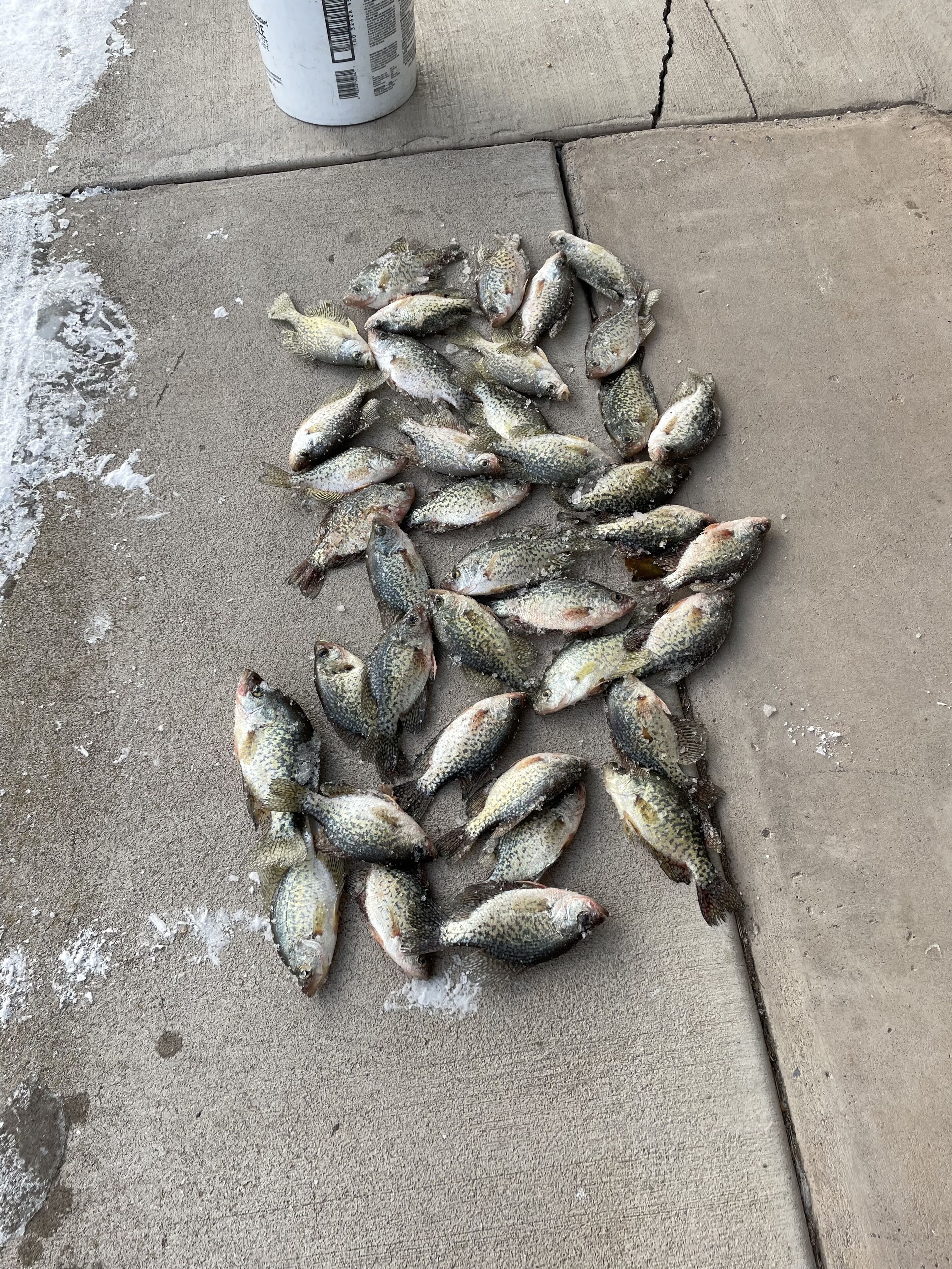 Una superficie de concreto con varios peces dispersos.