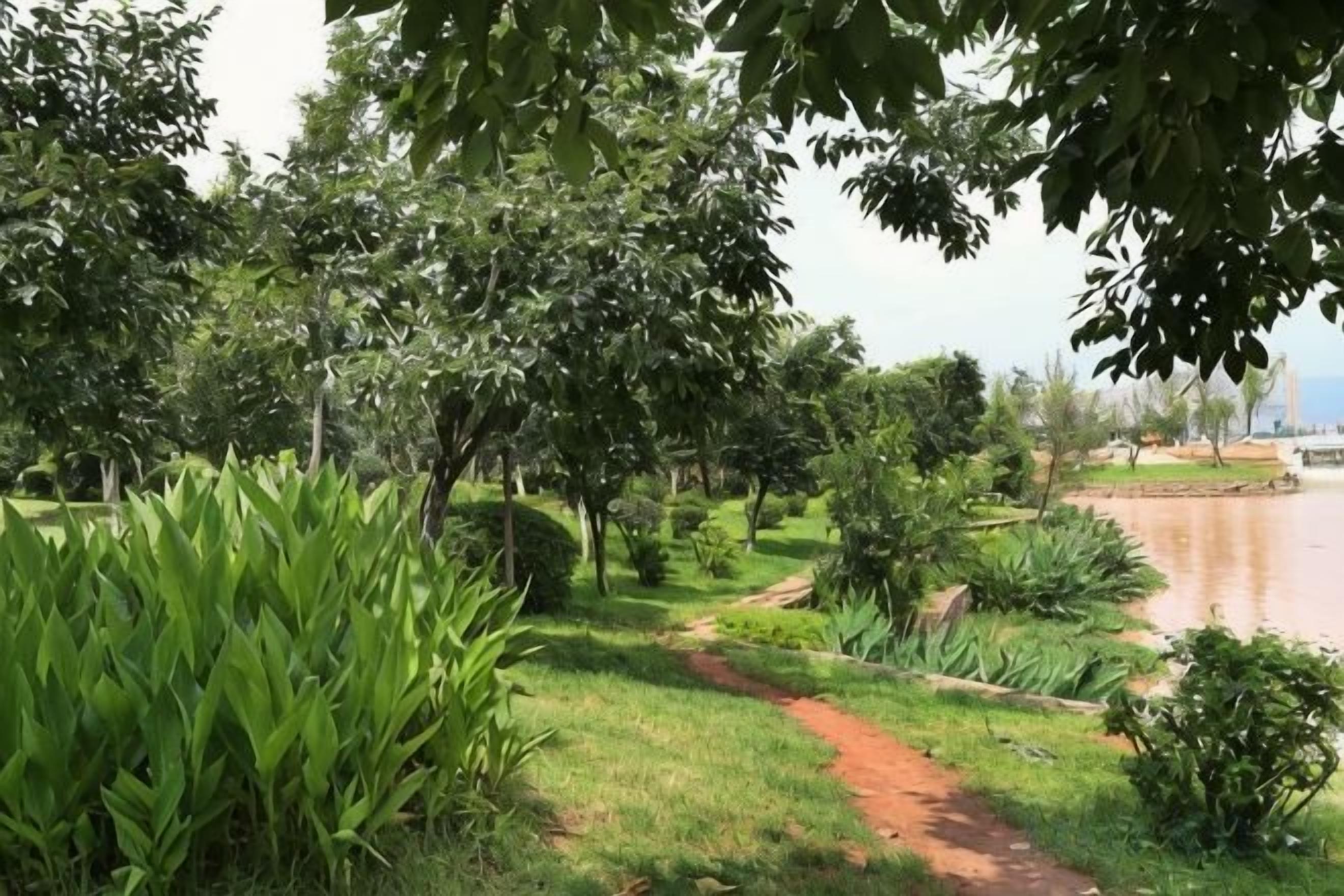Un sentier qui mène à un plan d’eau, bordé de chaque côté d’arbres et de verdure.