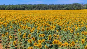 Un extenso campo de girasoles con cielo azul despejado y una hilera de árboles al fondo.