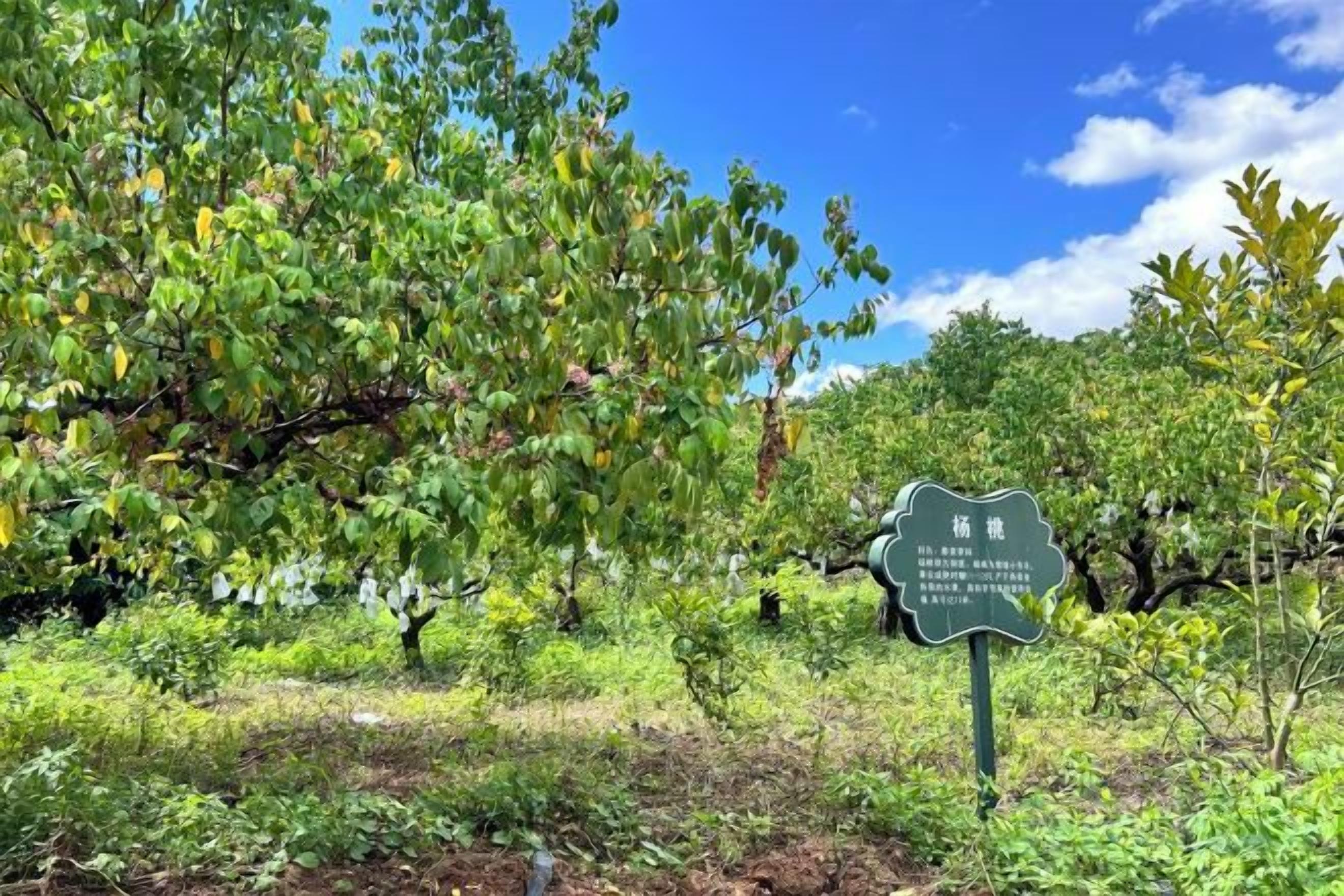 Un cartello immerso nel verde, tra alberi e vegetazione.