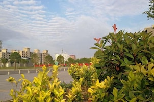 Un patio con vegetación, cielo despejado y edificios al fondo.