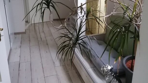 A hallway with a wooden floor, a white door, and a seating area with a sofa and a potted plant. - Apartment (Castrop-Rauxel)