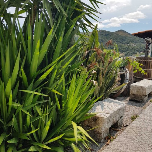 Baião-Douro campelo and ovil