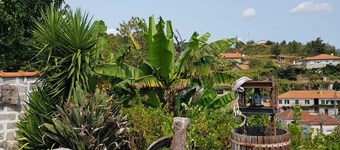 Baião-Douro campelo and ovil