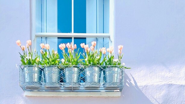 A window with a white frame and blue shutters, above a metal planter with pink tulips. - Sea air and starry nights - there's space for two and your four legged friend. (Cromer)