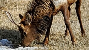 A large elk grazing in a dry, grassy field. - Four Seasons Jackson Hole 3-Bedroom March 26 to April 2 Skin-In/out Negotiable (Teton Village)