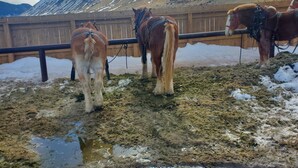 A stable with three horses tied to a wooden fence, snow-covered ground, and a mountainous backdrop. - Four Seasons Jackson Hole 3-Bedroom March 26 to April 2 Skin-In/out Negotiable (Teton Village)