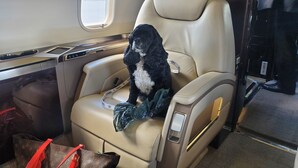 A plush, beige leather seat with a small dog sitting on it, a window with a view of an airport, and a Chanel-branded seat cushion. - Four Seasons Jackson Hole 3-Bedroom March 26 to April 2 Skin-In/out Negotiable (Teton Village)