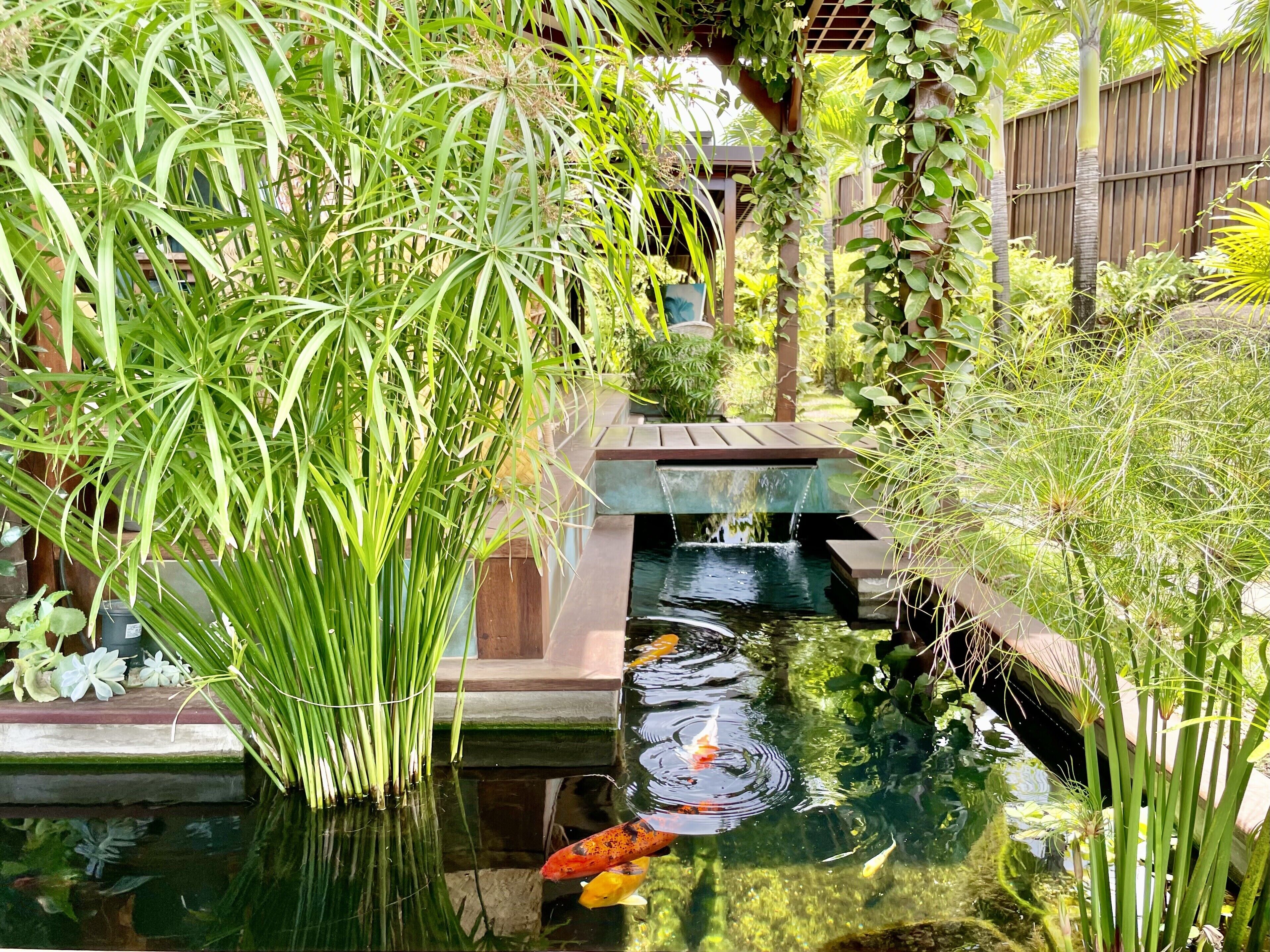 A koi pond surrounded by lush greenery and a wooden deck.