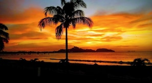 Enjoy a peaceful beach experience with a serene ocean view and a majestic palm tree.