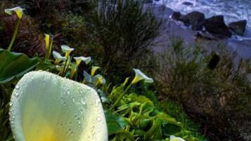 A coastal landscape with a flower in focus, surrounded by greenery and overlooking the ocean.