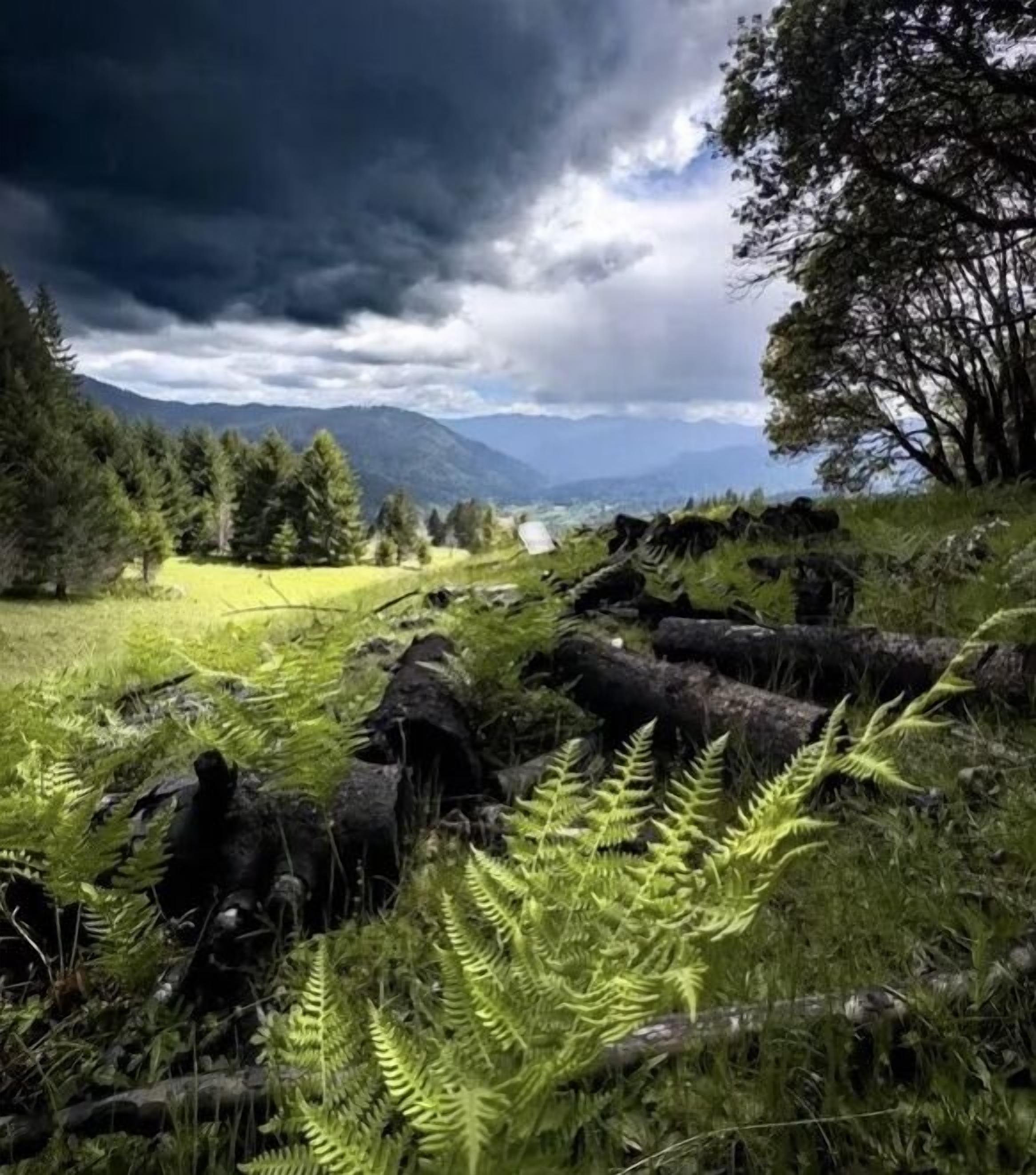 A natural landscape with a grassy field, ferns, and trees under a cloudy sky.