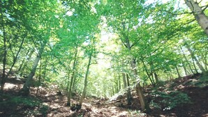 Een bos met hoge bomen en een onverhard pad.
