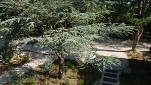 A garden with a variety of trees and shrubs, a paved path, and a small stone wall. - Bright and Warm House, quiet, 5min from the center of Aix, (Aix-en-Provence)