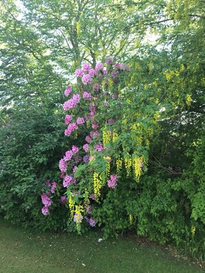 Property grounds - Craig Cottage.beautiful wildlife filled historic country cottage (Banff)