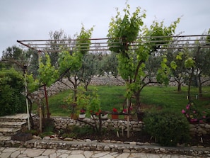 A vineyard with grapevines supported by a metal trellis structure. - Apartments Tara (Razanac)