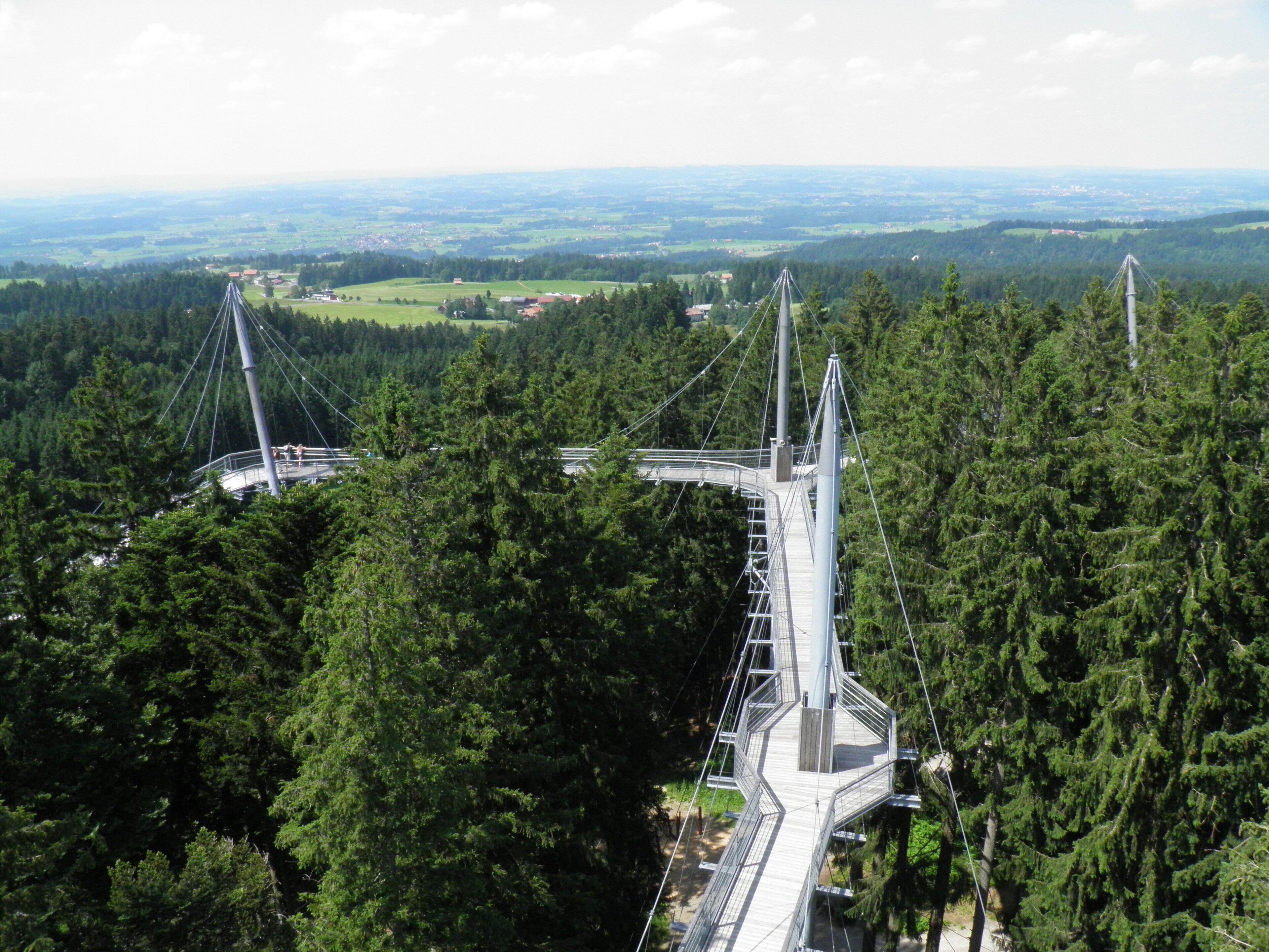 A cable-stayed bridge with a pedestrian walkway, surrounded by dense forest.