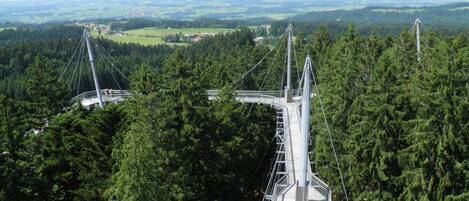 A cable-stayed bridge with a pedestrian walkway, surrounded by dense forest.