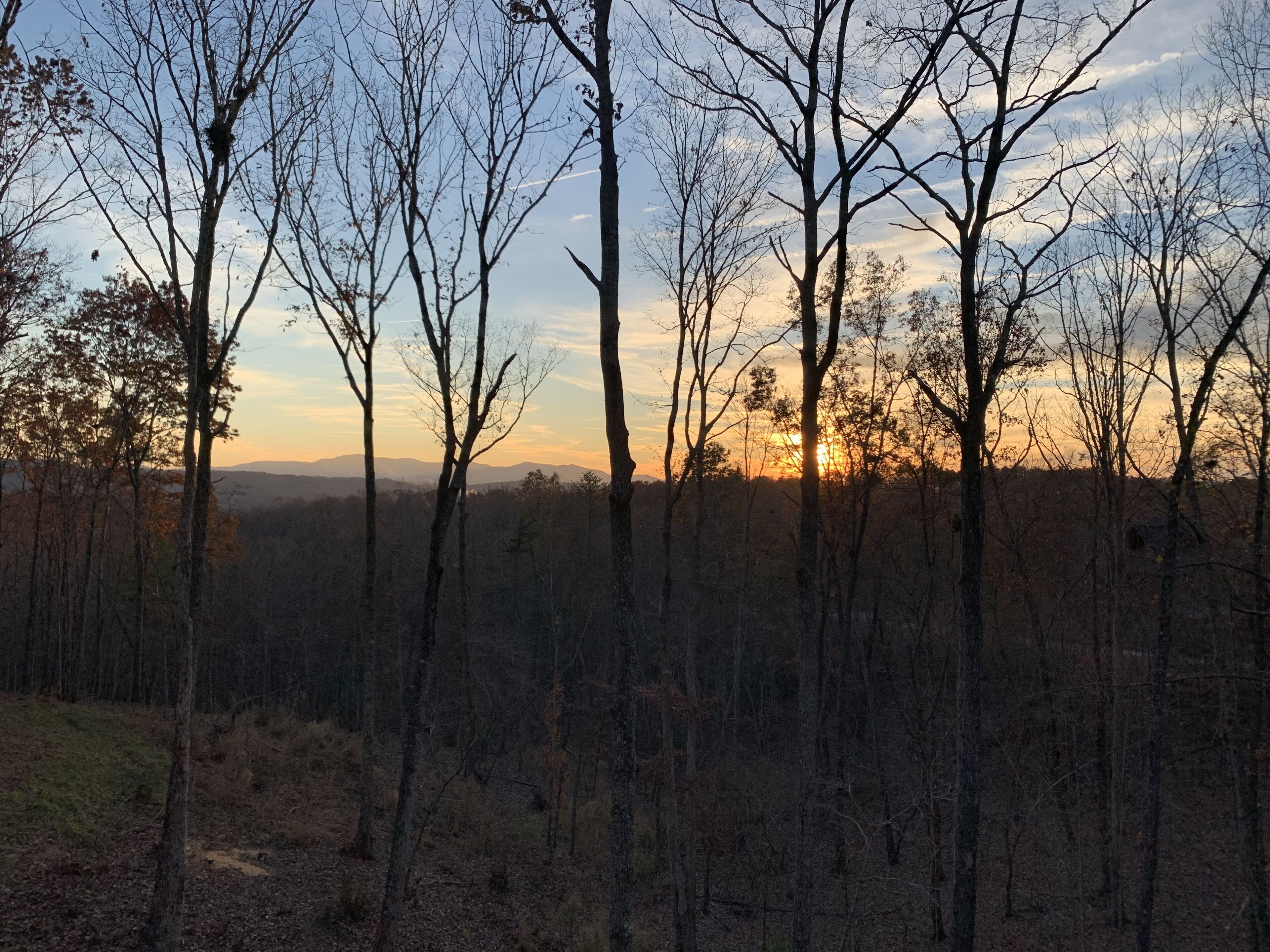 A forest with tall trees and a clear sky.