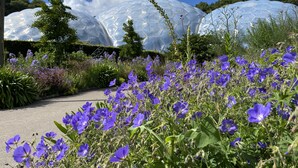A garden with purple flowers and transparent dome structures. - Twilight Lodge & Hot Tub (2 Bd rm) 2.5 miles to beach, peaceful setting. (Truro)