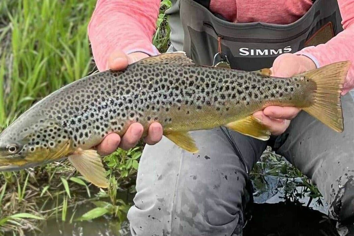 Imagen de perfil del propietario o de la propietaria