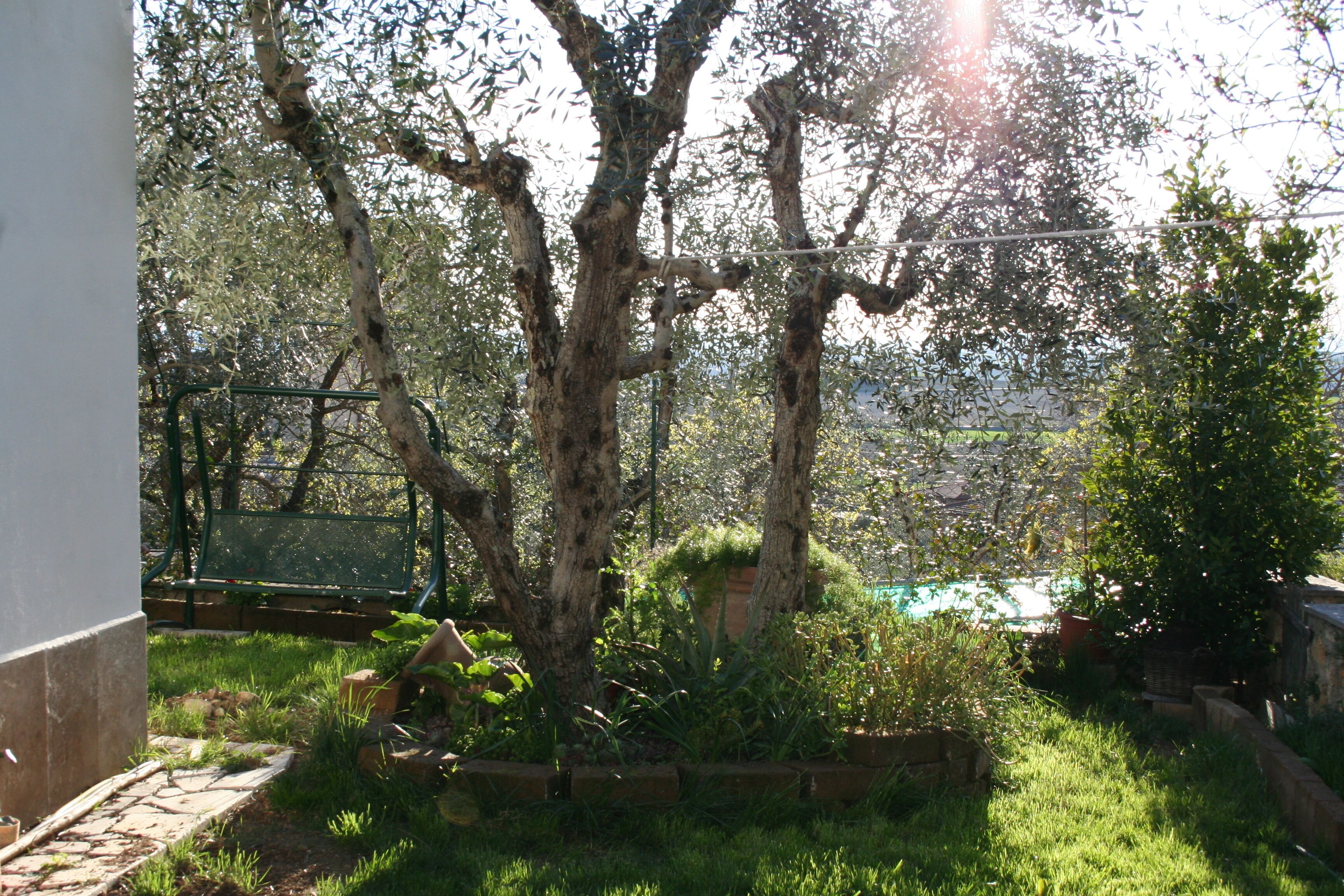 A garden with mature trees, a pathway, and a small pond.