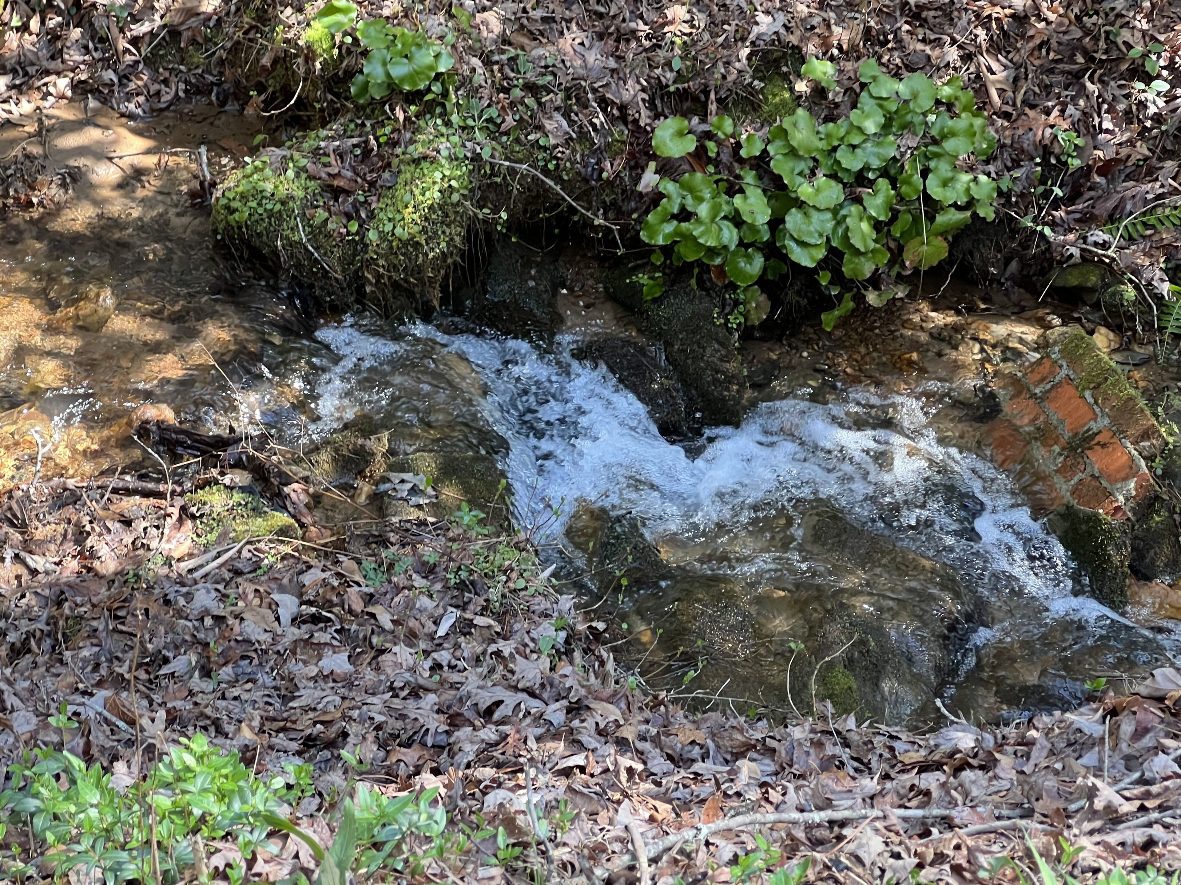 A small stream flowing over rocks in a forested area with dry leaves and green plants.