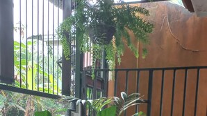 Un cortile con piante in vaso, pavimento piastrellato e recinzione in metallo.