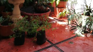 A garden with various potted plants and a fountain.