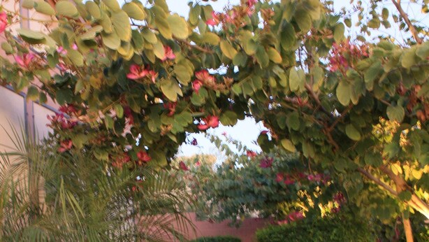 A pathway flanked by lush greenery and flowering plants, leading to a building with a red facade. - 5 star resort 4 bedroom, 3 bath,heated pool/spa, putting green,7 flat screen tvs (Peoria)