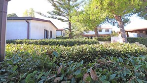 Um bairro residencial com casas brancas, um conjunto arbustivo bem cuidado e uma grande pinheira.