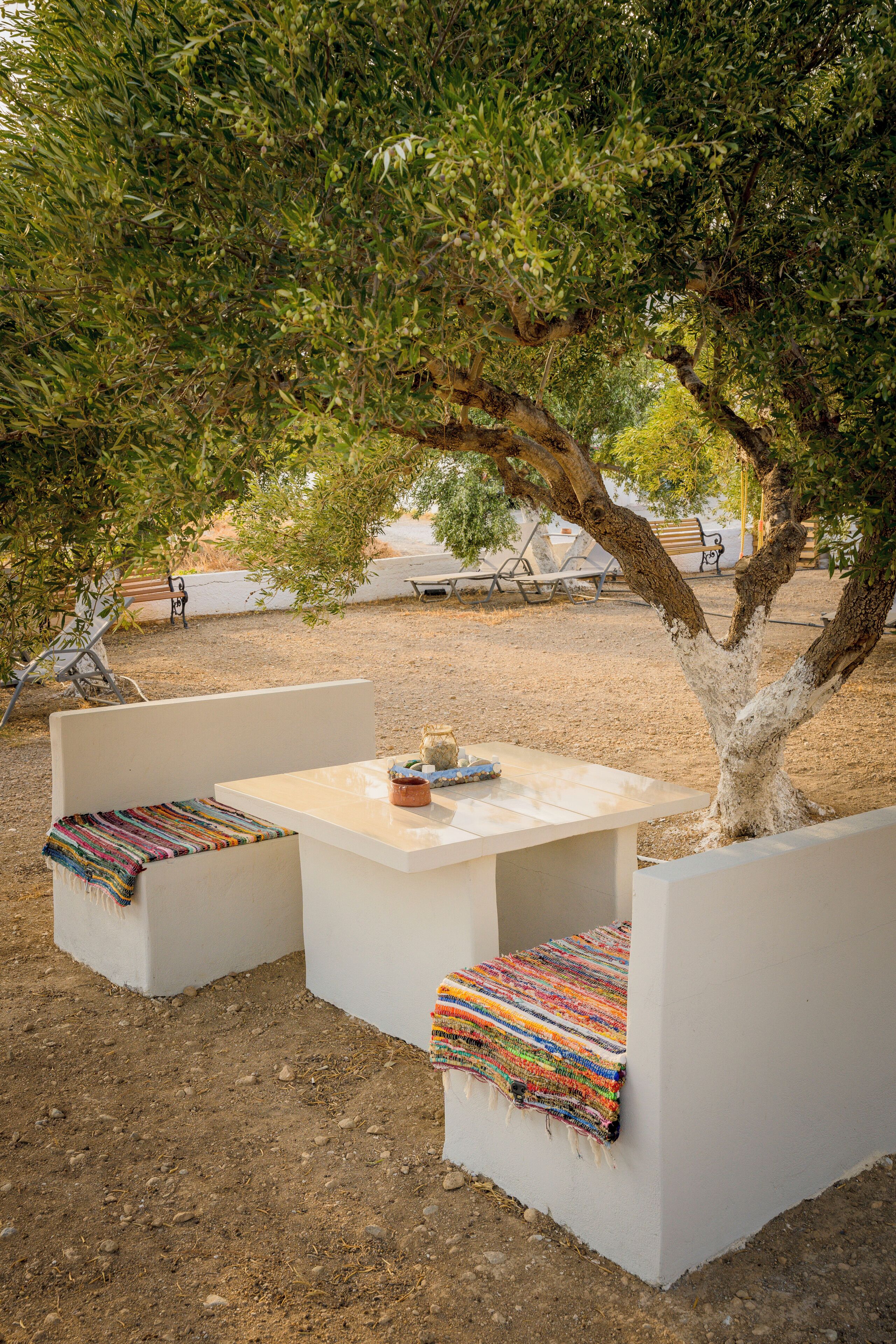 An outdoor seating area with white benches and a table, surrounded by olive trees.