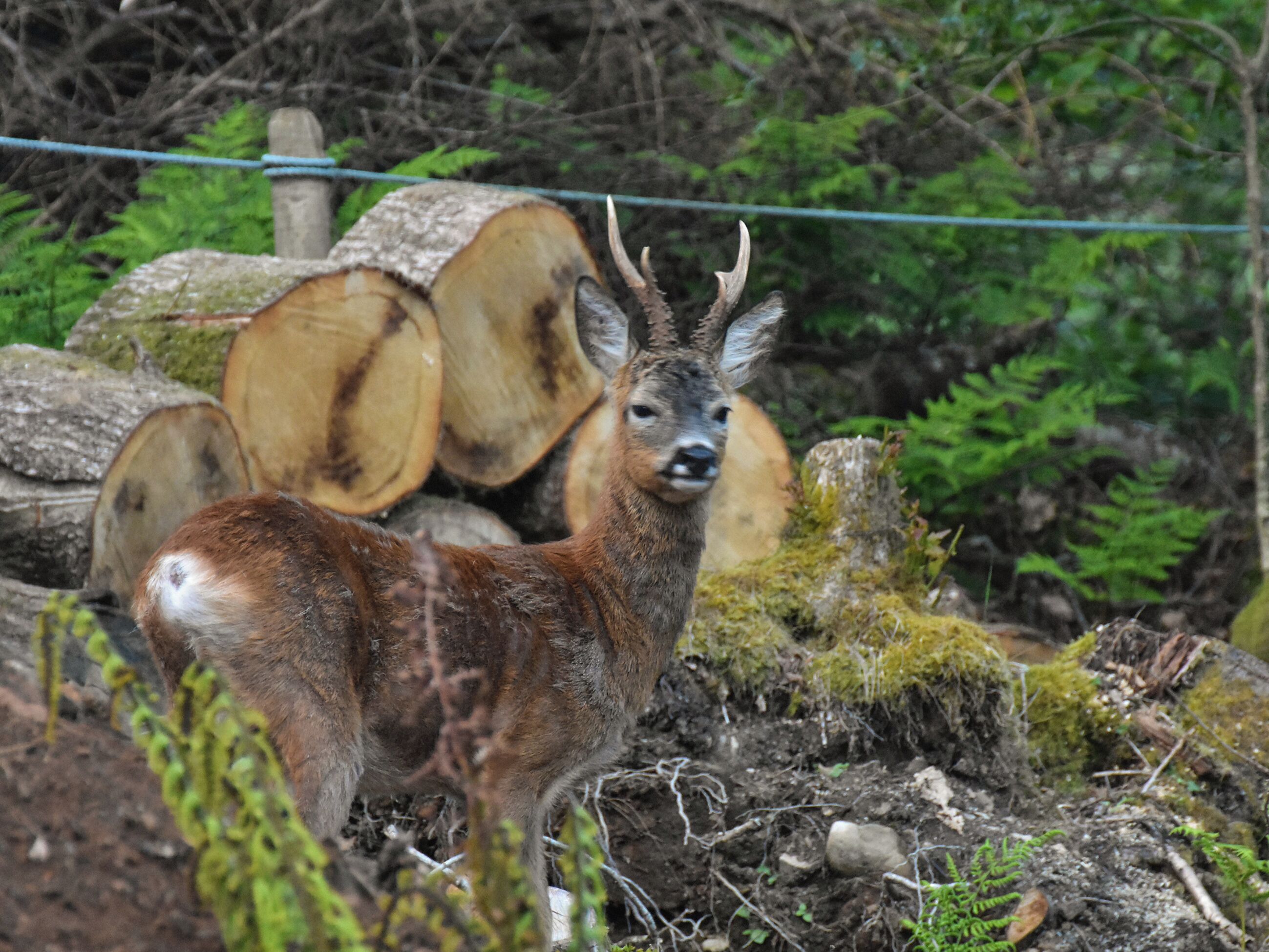 Un cerf se tient dans un environnement naturel, avec des troncs d’arbres et du feuillage en arrière-plan.