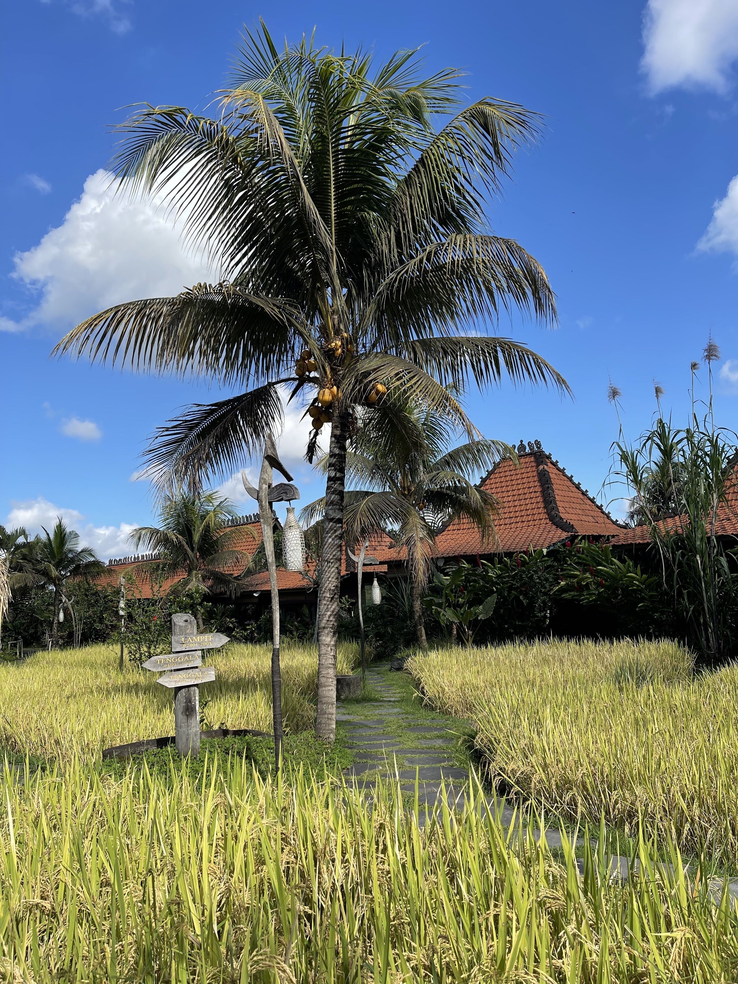 A pathway leading to a traditional house with a tiled roof, surrounded by lush greenery and a palm tree.