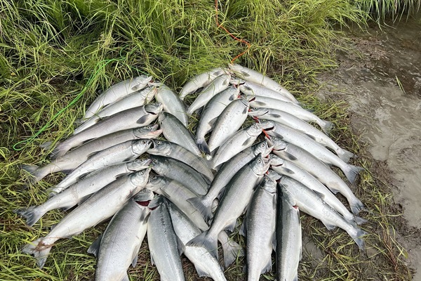 Get your limit on the Kasilof River, five minutes from the cabin.