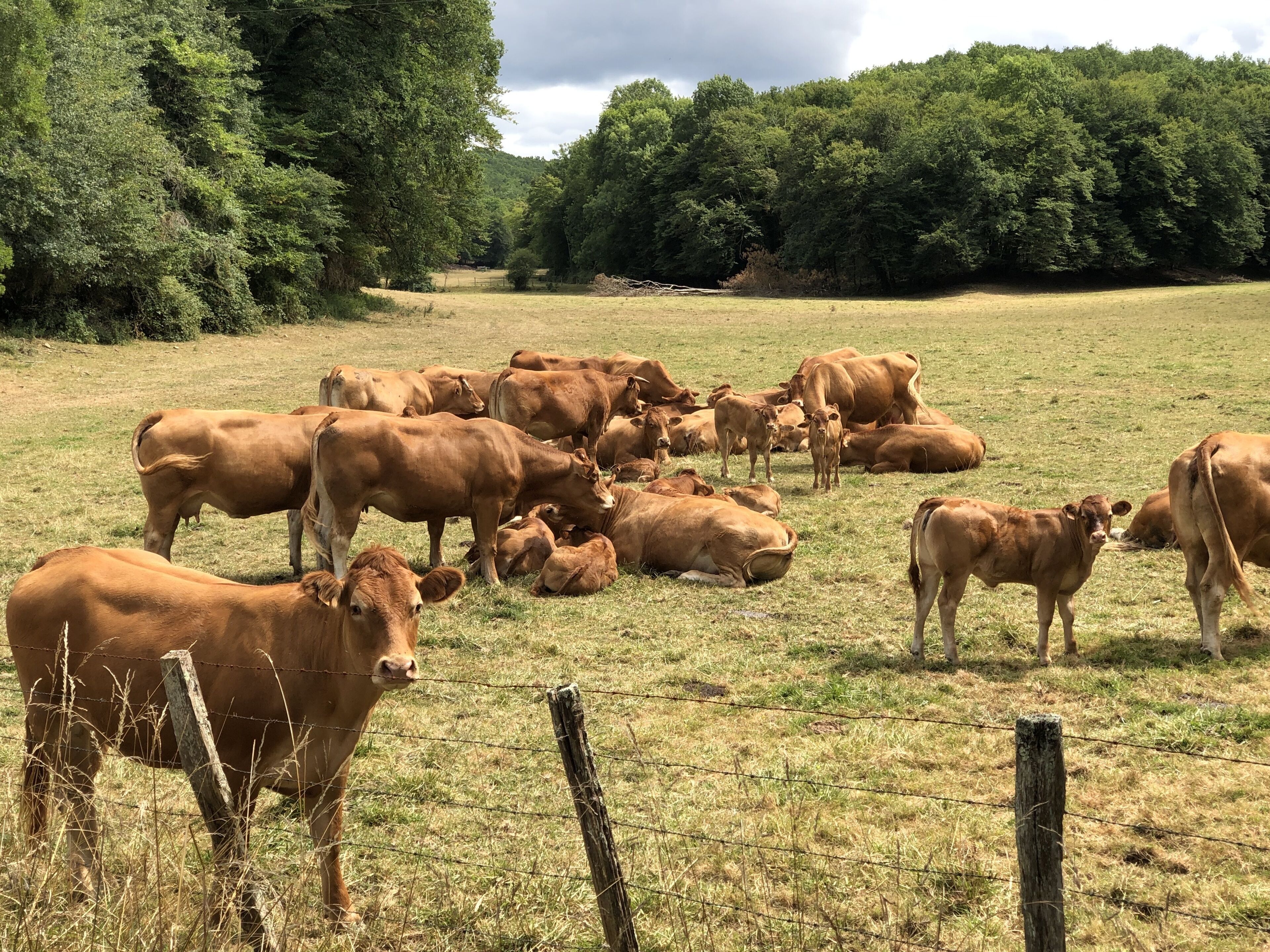 A field with cows.