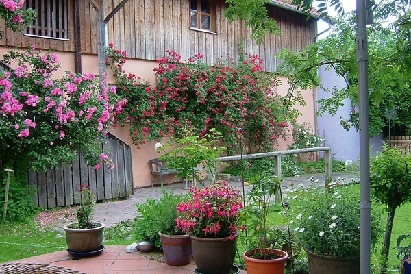 Treppe versteckt hinter Rosen führt zur Wohnung und von der Wohnung in den Hof