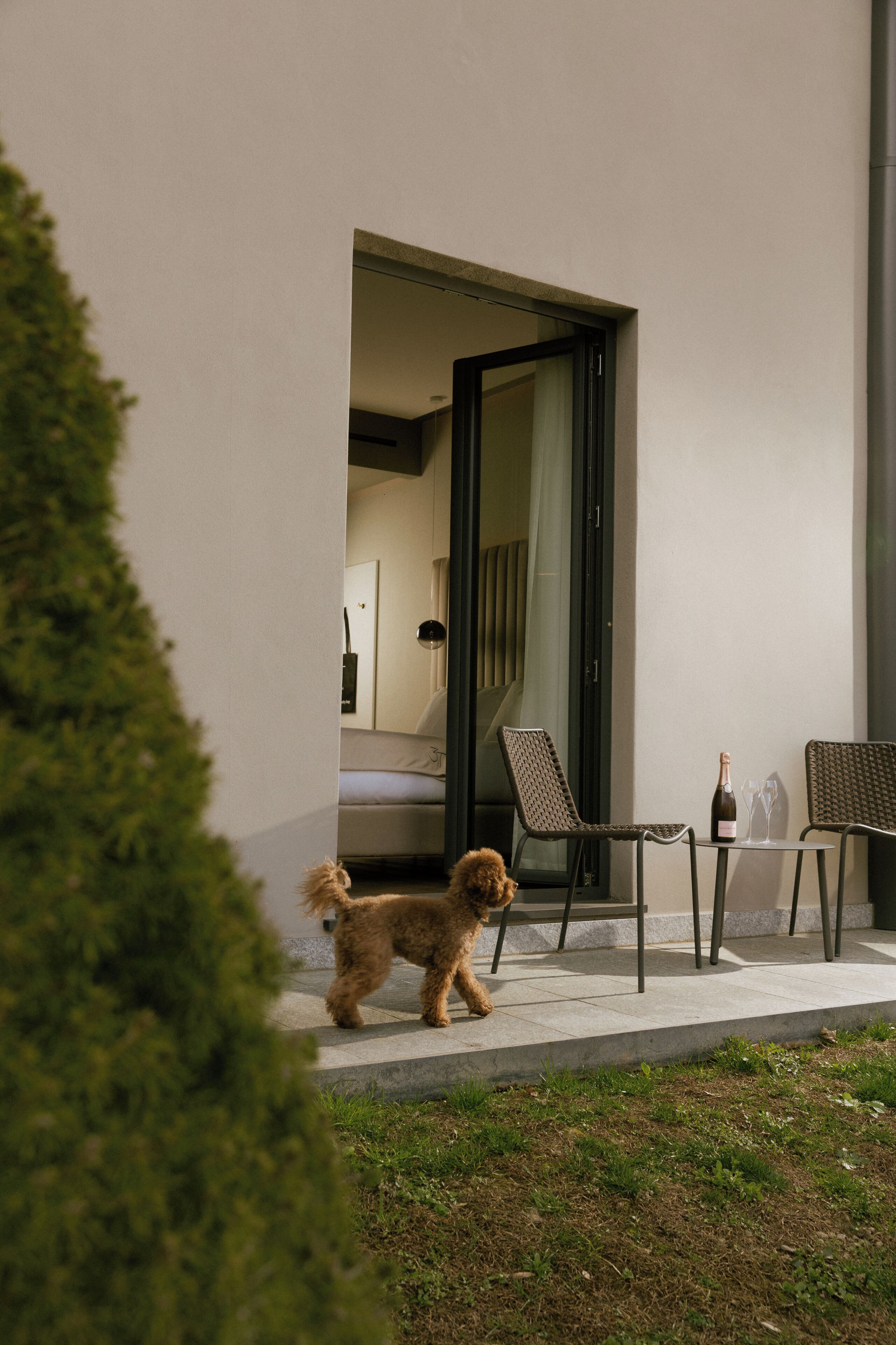 A dog walking towards a door, a chair, and a bottle of wine on a balcony.