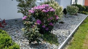 A modern house with a white exterior, a gravel pathway, and a flowering shrub in the foreground.