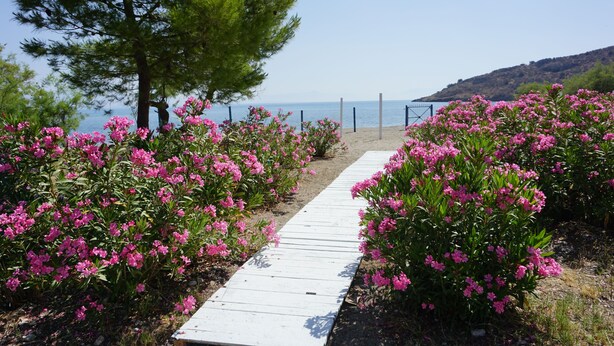 A wooden pathway leading to a beach with pink flowers and a pine tree. - MariRena plaz (North Kynouria)