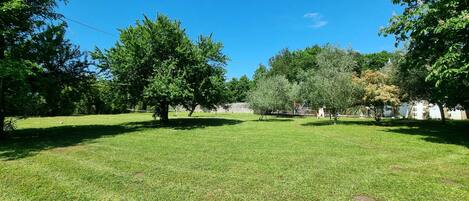 A grassy outdoor area with trees and a stone wall in the background.