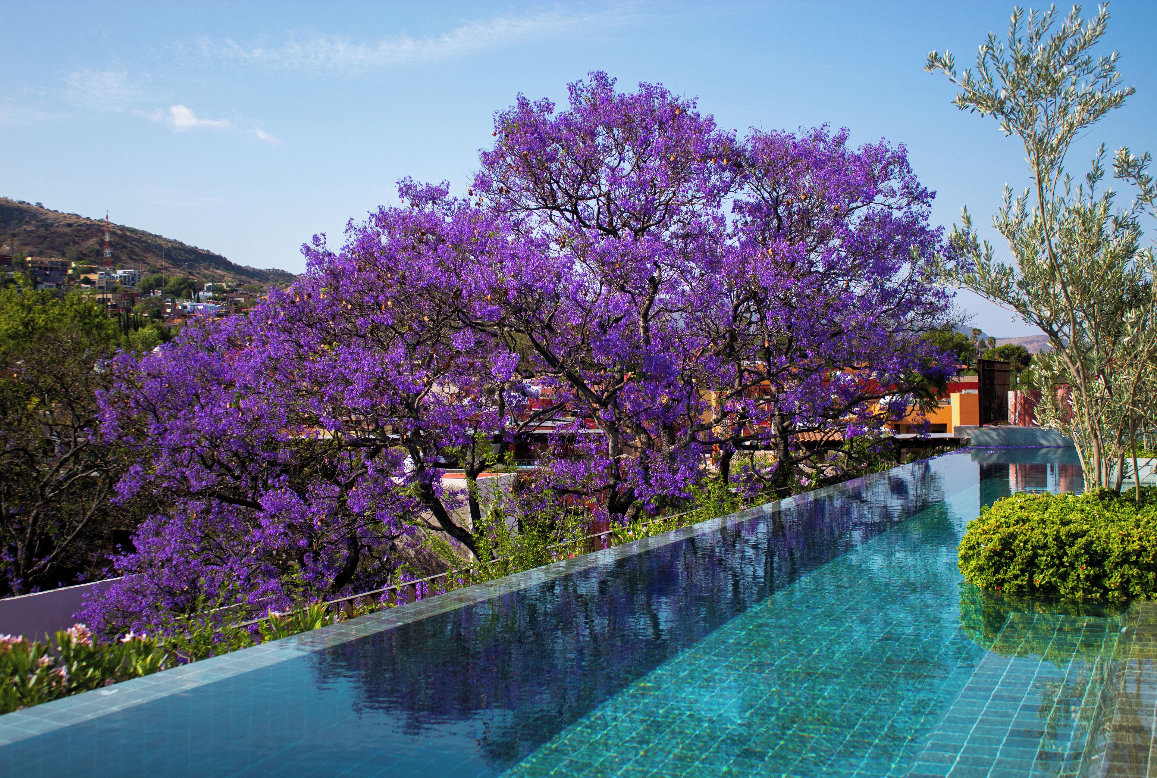 室外游泳池，免费小屋