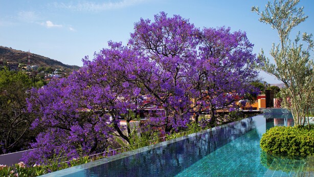 A swimming pool with clear blue water, surrounded by purple flowering trees and greenery. - NUMU Boutique Hotel, The Unbound Collection by Hyatt (San Miguel de Allende)