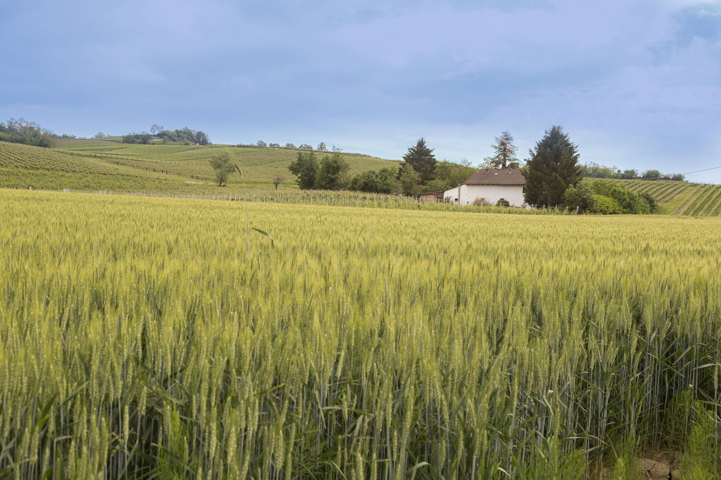 Paisaje rural con un campo de cultivo y un edificio al fondo.