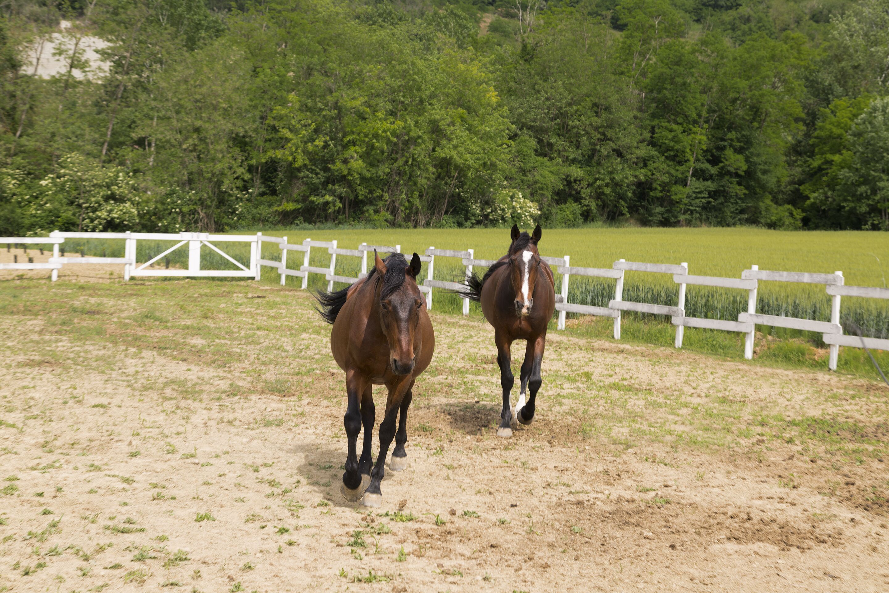 Dos caballos corren en un espacio cercado, con una valla blanca y árboles verdes al fondo.