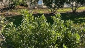 A pool area with two circular pools, surrounded by greenery and a building in the background. - App. One-bedroom apartment with all the amenities, pool, patio, Wi-Fi, 500 m from the beach, parking, air conditioning. (Santa-Maria-Poggio)
