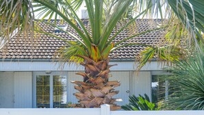 Una palmera frente a un edificio con techo de tejas y paredes blancas.