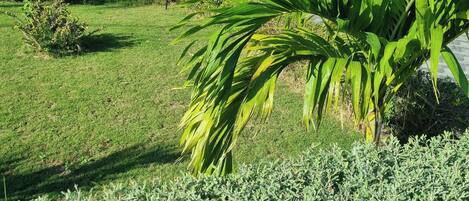 House | Property grounds